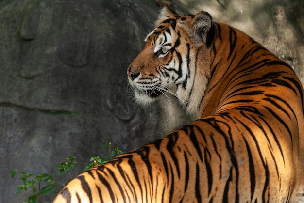 Ein Bengal-Tiger im Abschluss herauf Porträt mit grünen Wald- und Steinhintergründen