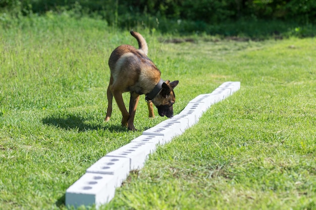 Ein bengalischer Schäferhund schnüffelt an einer Ziegelreihe auf der Suche nach einem mit einem versteckten Gegenstand. Schulung zur Ausbildung von Diensthunden für Polizei, Zoll oder Grenzdienst.