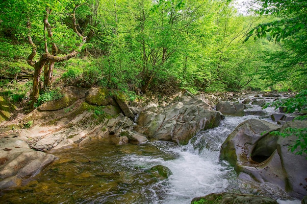 Ein Bergbach fließt durch die Sommersaison des felsigen Ufers des Waldes