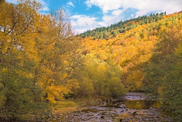 Ein Bergfluss fließt durch einen Herbstwald gelbe Blätter auf Bäumen Oktober ist der Monat