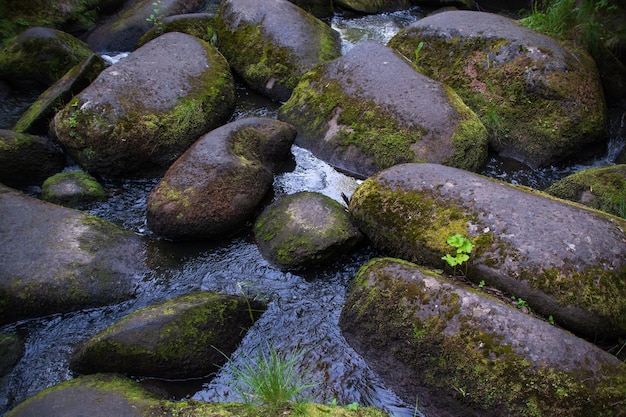 Ein Bergfluss mit riesigen Steinen mit grünem Mooswildwald der Taiga