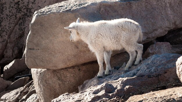 Ein Bergziegenkind auf dem Mount Evans.