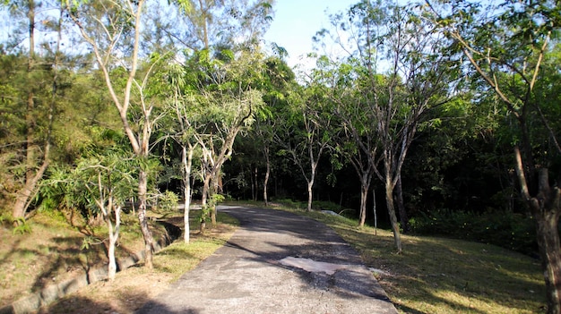 Ein Betonweg in den Wald mit Bäumen links und rechts Ein Parkgarten oder Wald