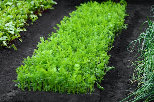 Foto ein bett aus karotten und anderem gemüse im garten erntekonzept