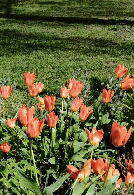 Ein Bett aus orangefarbenen Tulpen in einem Garten