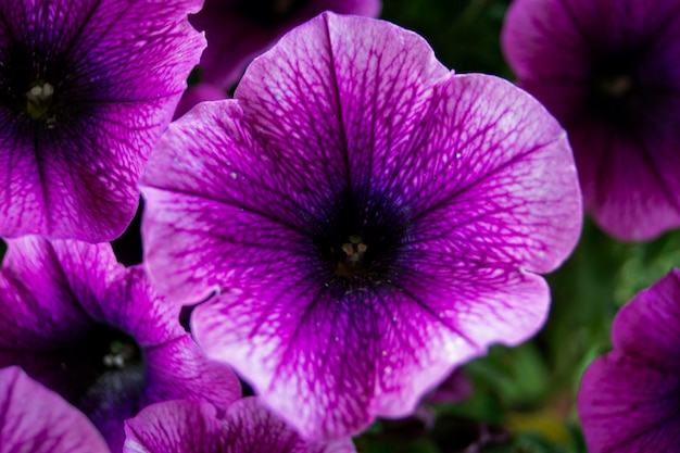 Ein Bett aus violetten Petunien (Petunia Grandiflora).