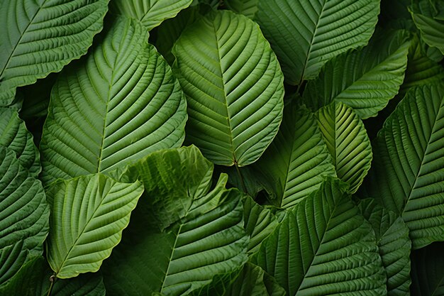 Ein bezauberndes Makro von frischem grünem Kratomblatt