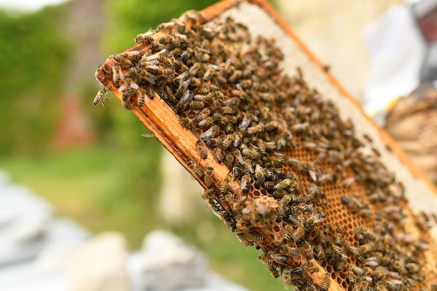 Ein Bienenstock mit Bienen Close up Makro