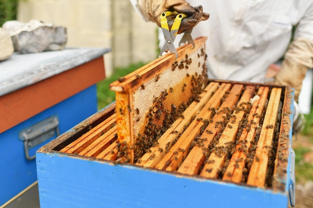 Ein Bienenstock mit Bienen Close up Makro