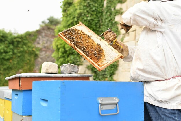 Ein Bienenstock mit Bienen die Kisten mit Bienen