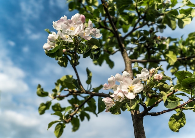 Ein Bild der Apfelbaumblüte in einem Garten