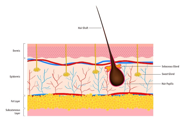 Foto ein bild eines diagramms mit dem wort rot darauf