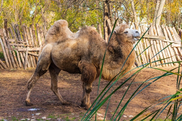 Foto ein bild von einem kamel im zoo