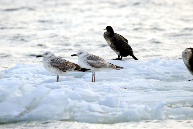 ein Bild von gefiederten Möwen, die auf einer Eisscholle entlang des Flusses treiben