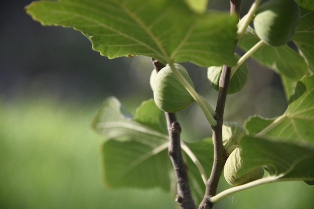 Ein Bild von natürlichen grünen Pflanzen in einem der landwirtschaftlichen Ländereien der Farmen die Schönheit der Natur in Pre