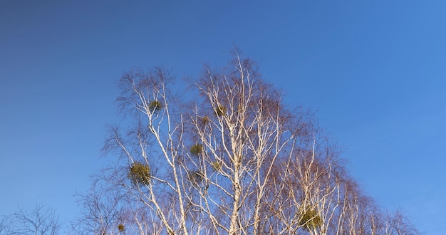 ein Birkenbaum mit weißem Mistel in der Wintersaison