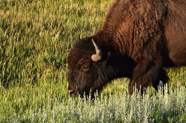 Foto ein bison, der durch hohe wilde gräser in der prärie von south dakota geht