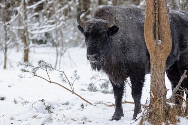 Ein Bison in Nahaufnahme mit Frost auf seinem Fell im Winter im Reservat