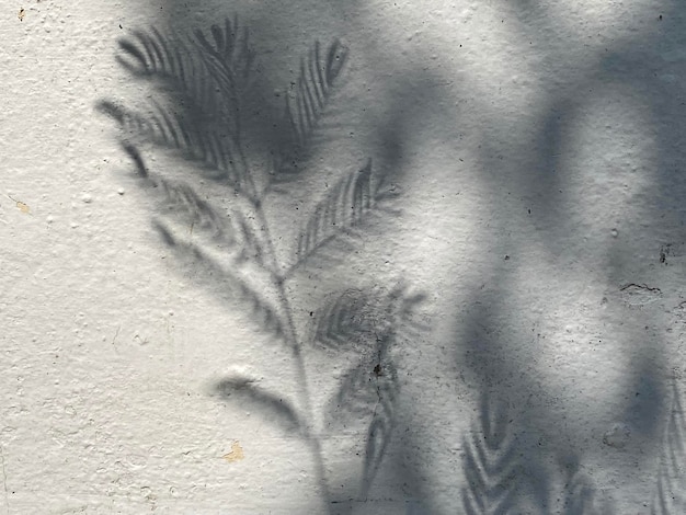 Ein Blatt an einer weißen Wand mit dem Schatten von Blättern darauf.