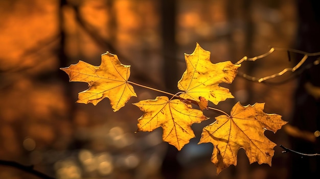 Ein Blatt, auf dem das Wort Ahorn steht