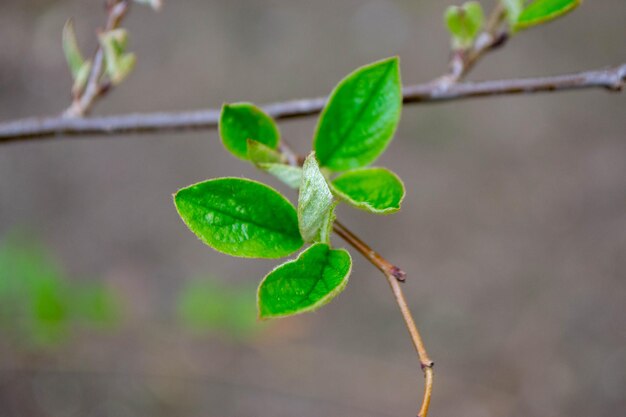 Ein Blatt auf einem Ast mit dem Wort Frühling darauf