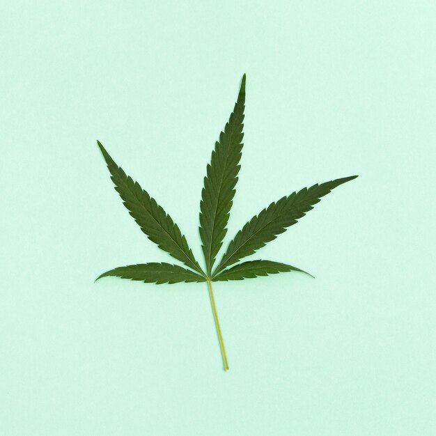 Ein Blatt Cannabispflanze auf hellgrünem Papier