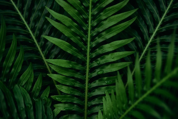 Ein Blatt einer Palme mit dem Wort Palme darauf