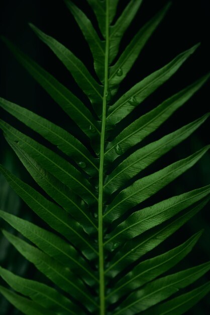 Ein Blatt einer Pflanze mit dem Wort Palme darauf