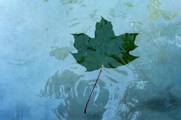 Ein Blatt eines Baumes schwimmt auf dem Wasser. Ein grünes Ahornblatt auf der Wasseroberfläche, das schwimmt