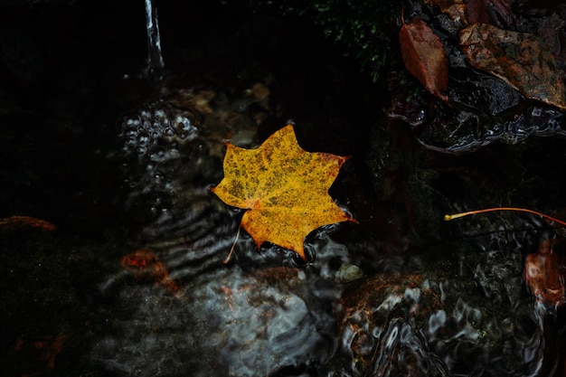 Ein Blatt im Wasser