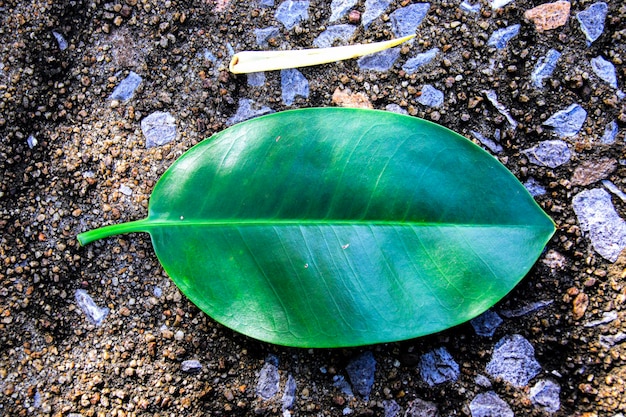 Ein Blatt liegt auf dem Boden und der Boden ist grün.