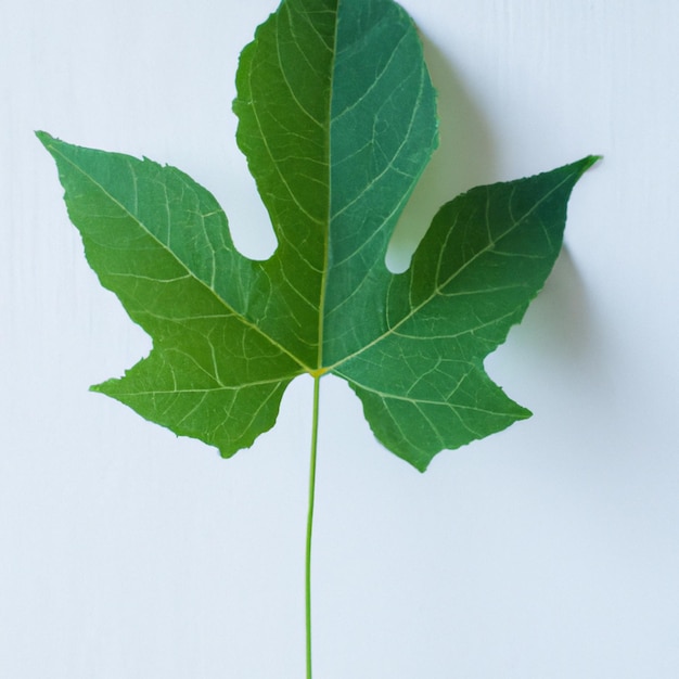 Ein Blatt mit dem Buchstaben r darauf