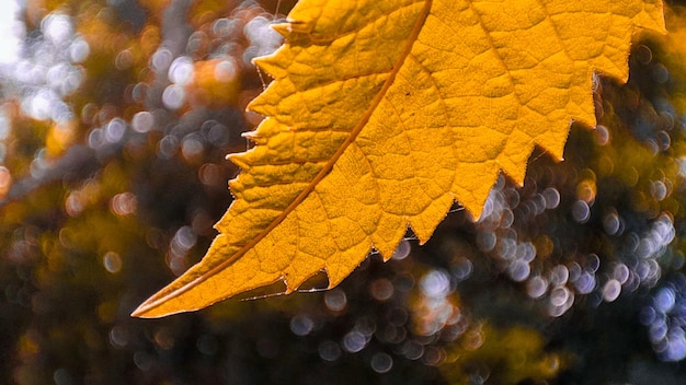 Foto ein blatt mit dem wort ahorn darauf