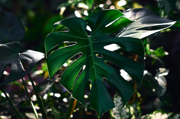 Ein Blatt mit dem Wort Monster darauf