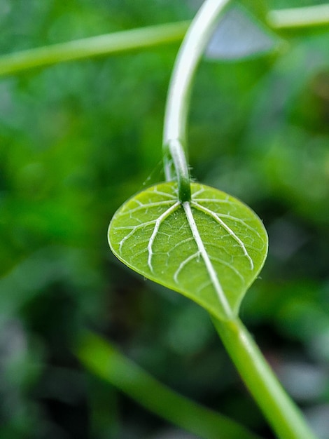 Foto ein blatt mit den adern des grünen blattes