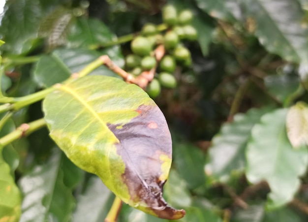 Ein Blatt mit einem dunklen Fleck darauf wird mit den grünen Blättern der Pflanze gezeigt.