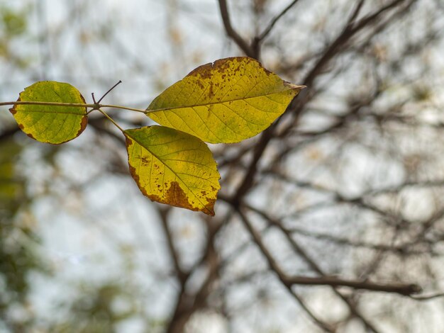 Ein Blatt mit einem gelben Fleck darauf