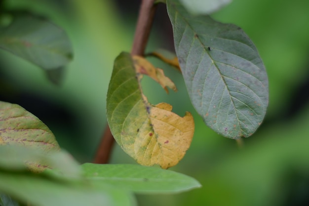 Ein Blatt mit einem gelben Fleck darauf