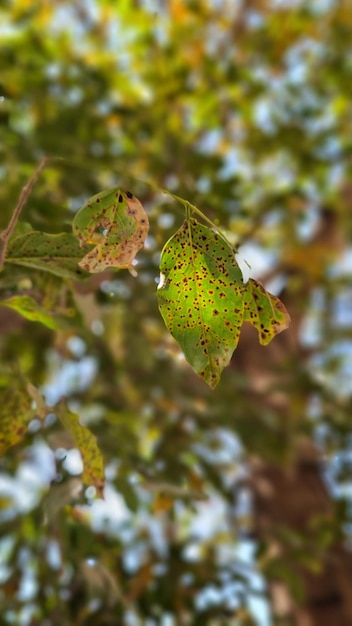 Ein Blatt mit einem gelben Fleck darauf