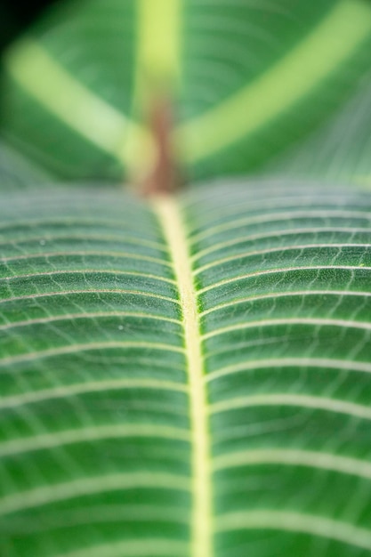 Ein Blatt mit einem grünen Blatt, auf dem das Wort Dschungel steht.