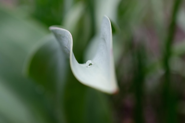 Ein Blatt mit einem Tropfen Wasser darauf