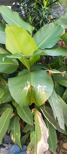 Ein Blatt mit einem weißen Fleck darauf