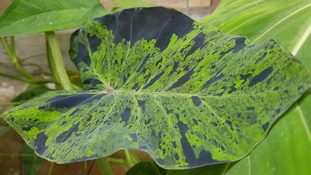 Ein Blatt mit grünen und gelben Markierungen, die "grün" sagen