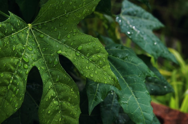 Ein Blatt mit Wassertropfen darauf