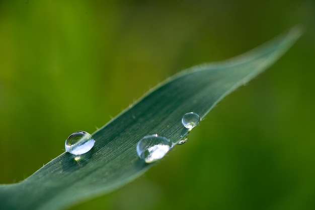 Ein Blatt mit Wassertropfen darauf