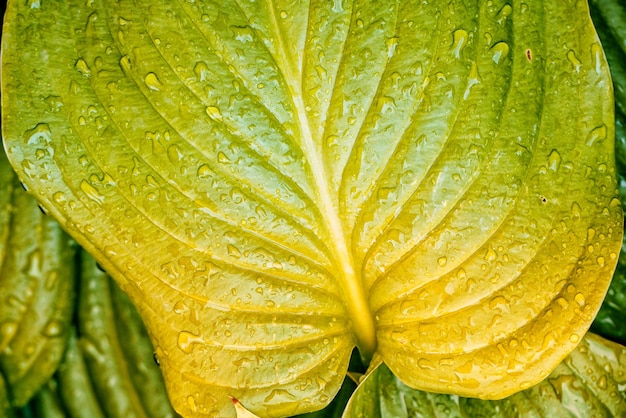 Ein Blatt mit Wassertropfen