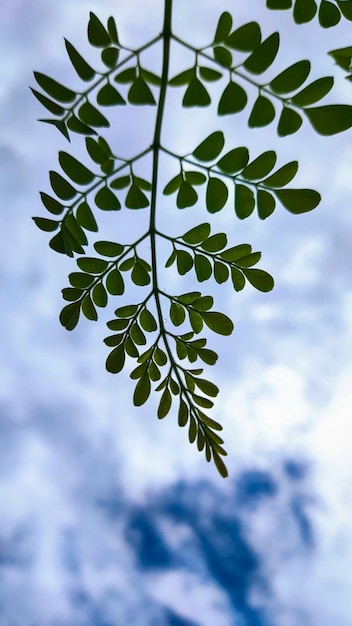 Ein Blatt von einem Baum ist vor einem bewölkten Himmel zu sehen.