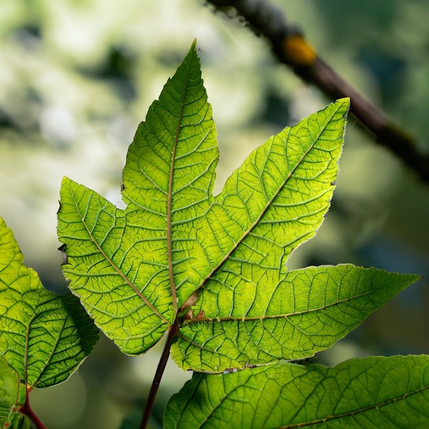 Ein Blatt