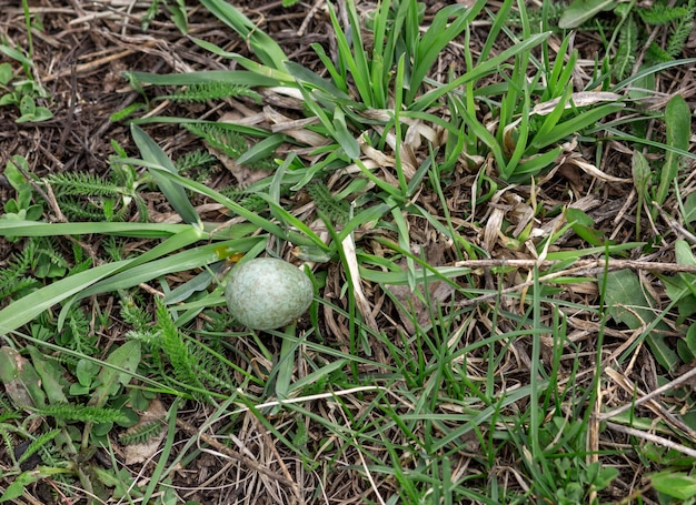 Ein blau gepunktetes Amselei liegt auf einer Masse im Wald