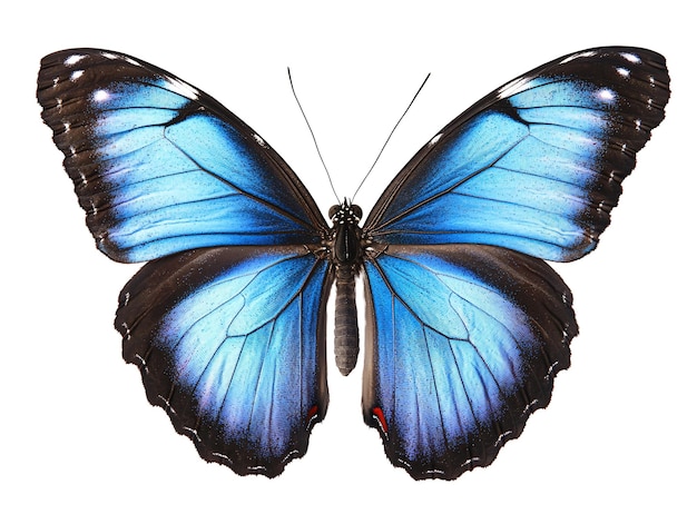 ein blau-schwarzer Schmetterling